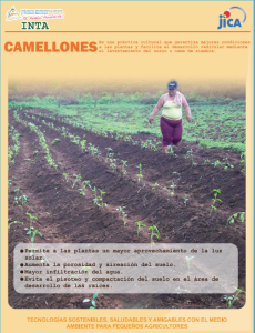 Camellón