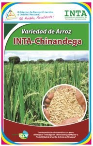 Arroz INTA-Chinandega