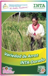 Arroz INTA Dorado