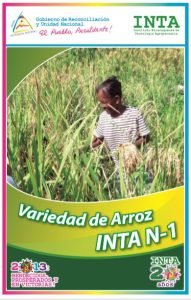 Arroz INTA N-1
