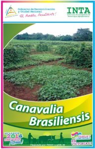 Canavalia Brasiliensis