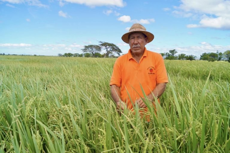 Producción de Arroz de Riego y Secano