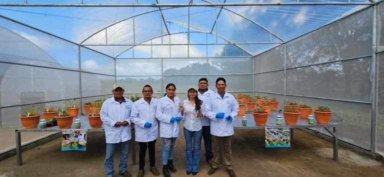 Invernadero de Hibridación para el Mejoramiento Genético de Frijol