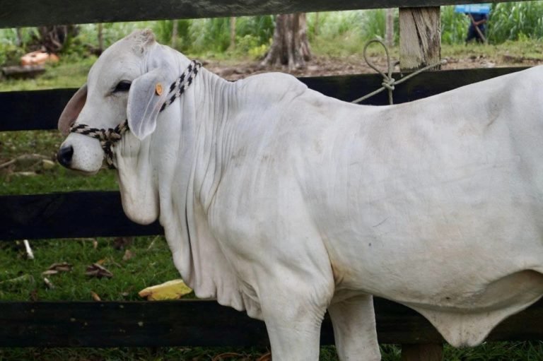 Avances Biotecnológicos  en Genética Bovina