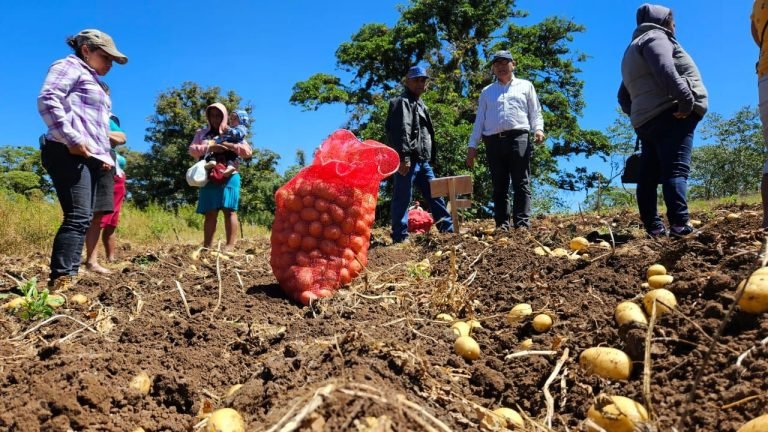 Presentación de Variedades de Papa con mayor potencial de rendimiento