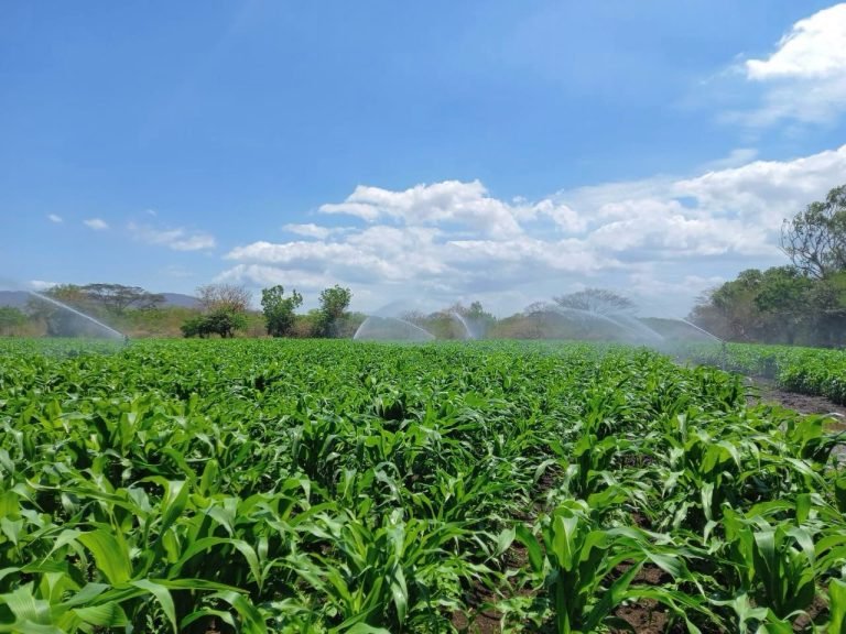 Tecnologías para Mejorar la Nutrición del Cultivo de Maíz