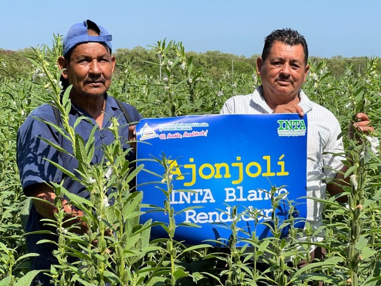 Resultados en el incremento de la Producción de Ajonjolí