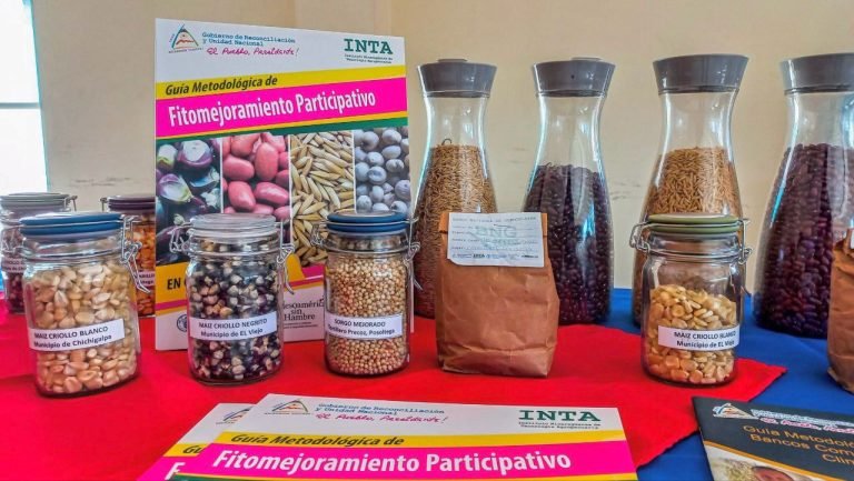 Escuela de Fitomejoramiento Participativo de Granos Básicos