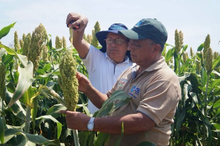 Resultados de la Variedad de Sorgo Doble Propósito INTA Maravilla