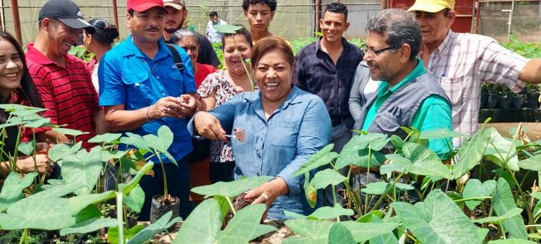 Nueva técnica de reproducción para la siembra de Quequisque y Malanga