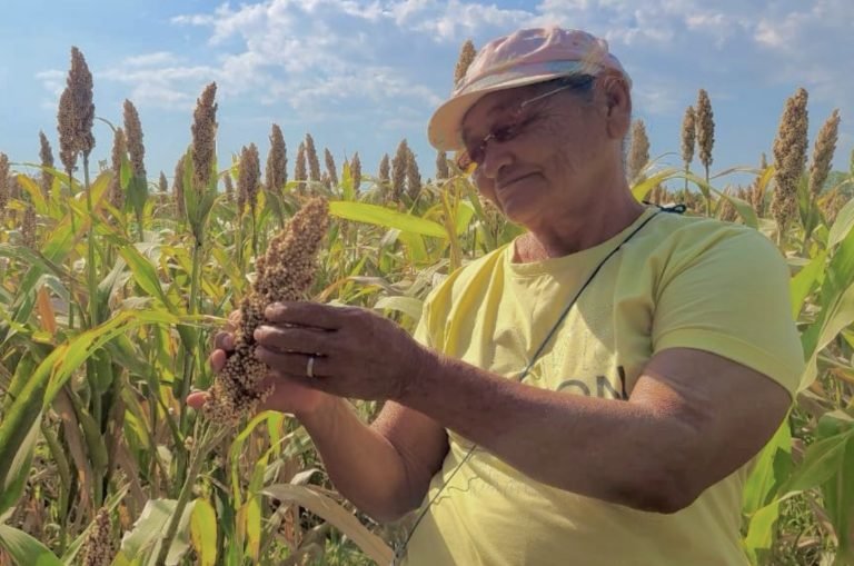 Sistemas de Fertilización y Riego para el Cultivo de Sorgo