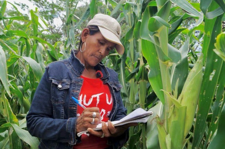 Tecnologías y Técnicas para el Manejo de Plagas en Cultivos de Maíz