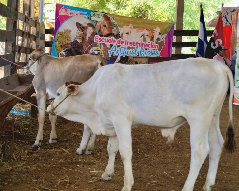 Escuela de Inseminación Artificial Bovina  de Jinotega Norte