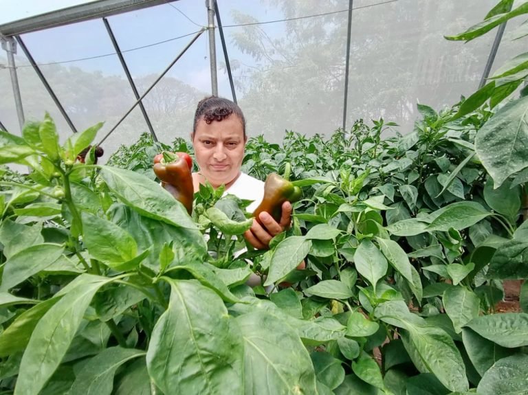 Aplicación de Técnicas para la Producción de Tomate  y Chiltoma