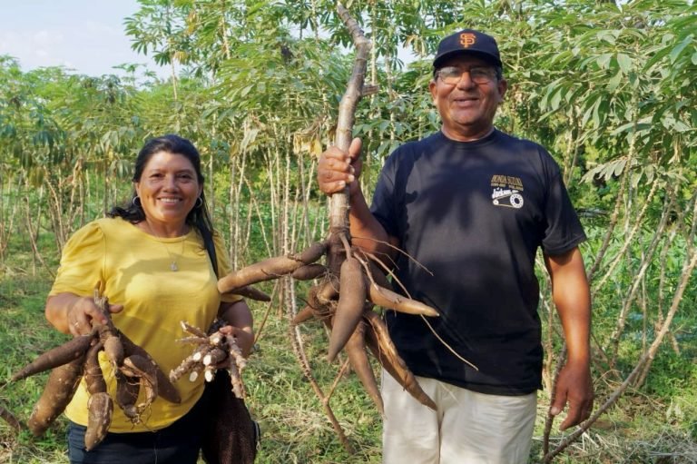 3 Nuevas Variedades de Yuca con buenos rendimientos en campo