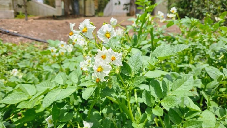 Avances en la Adaptación de 3 Nuevos Tipos de Papa en Estelí