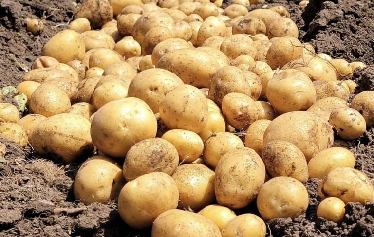 Nueva Variedad de Papa INTA Miraflores con tolerancia a las altas temperaturas