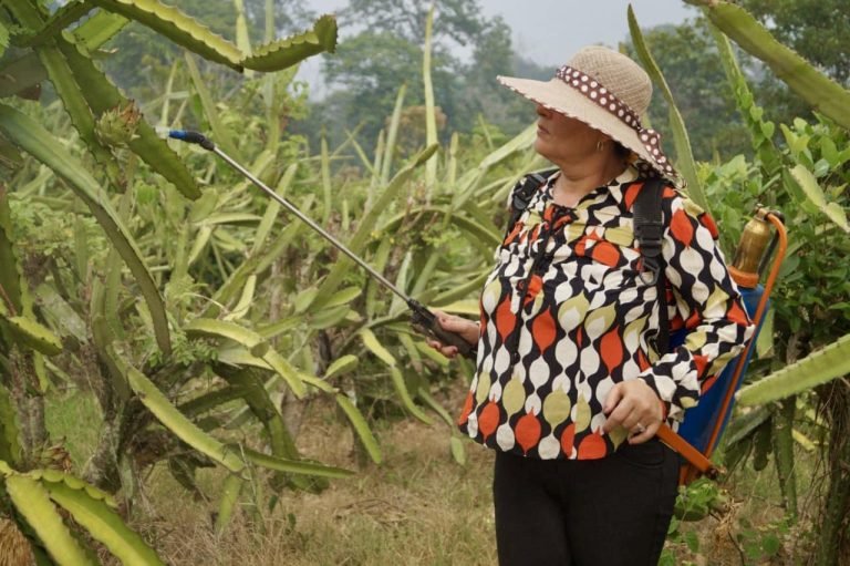 Encuentro con productores para presentar Variedad de Pitahaya Roja Acriollada