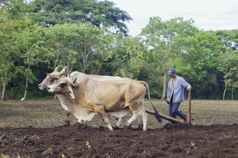 Inicia la siembra del ciclo de primera a nivel nacional