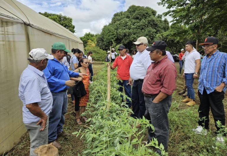 PRESENTACIÓN DE NUEVA VARIEDAD DE TOMATE INTA MANZANA