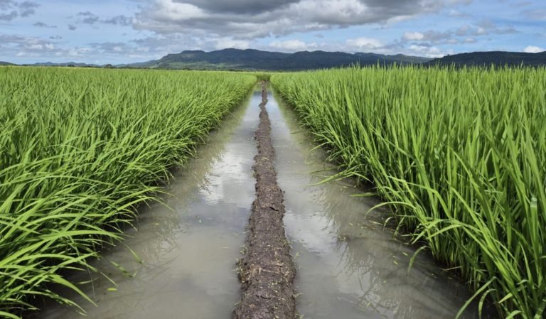 El Arroz de Riego ha experimentado un crecimiento significativo en la Producción Agropecuaria