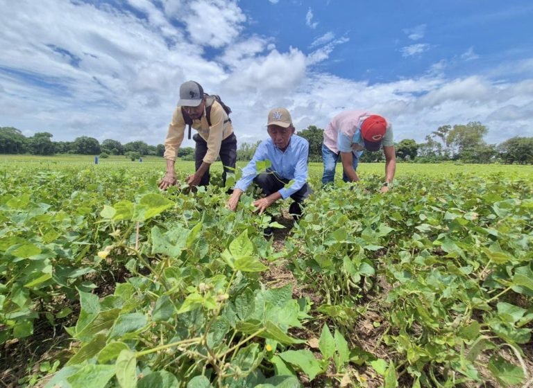 PRESENTACIÓN DE NUEVA VARIEDAD DE FRIJOL INTA-JM