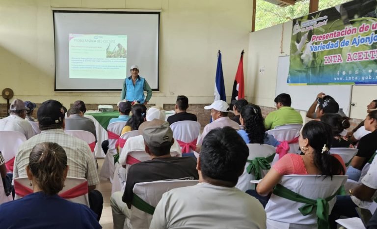 Producción de Ajonjolí en las Segovias