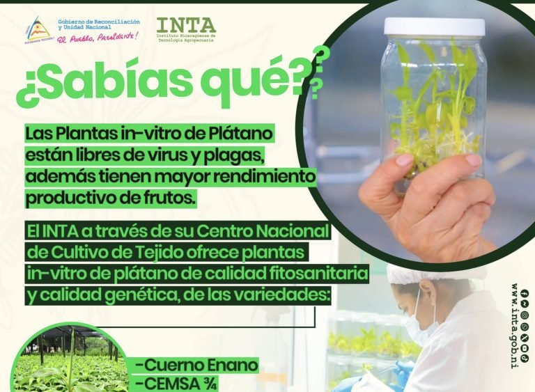 Disponibilidad de Plantas In-vitro de Plátano