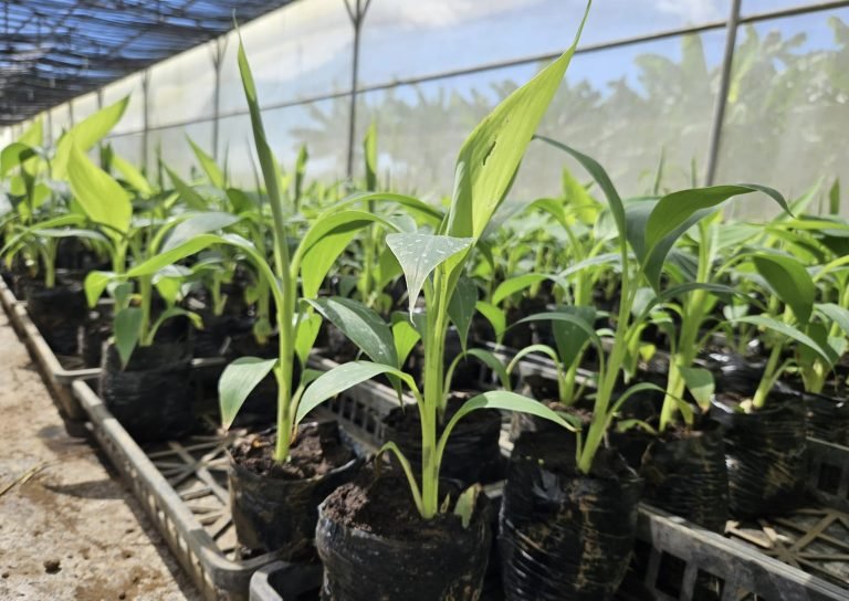 Taller sobre Técnicas y Medidas Fitosanitarias para la Detección Temprana de Fusarium