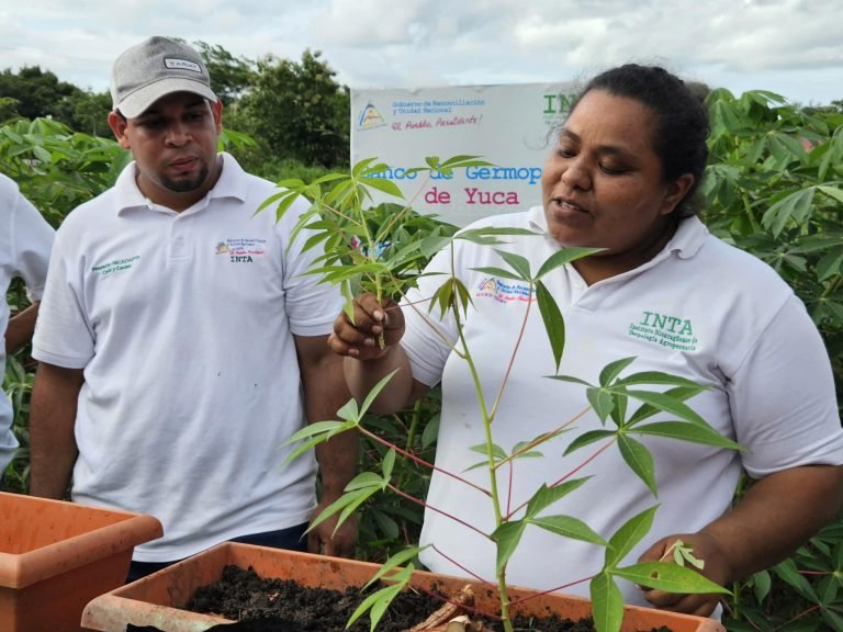 Variedades y Clones de Yuca en condiciones de suelos ácidos