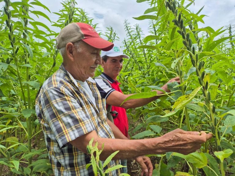 Presentación de Avances en la Generación de Variedades de Ajonjolí
