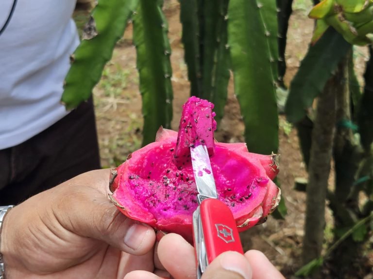 Presentación de la Nueva Variedad INTA Pitahaya Roja