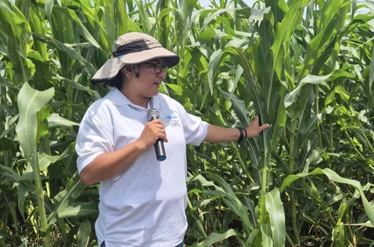 Presentación de Nuevos Métodos de Arreglo de Siembra en el Cultivo de Maíz