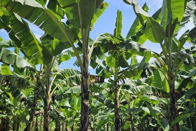 Técnicas de Manejo Nutricional y Protección Fitosanitaria en el Cultivo de Musáceas