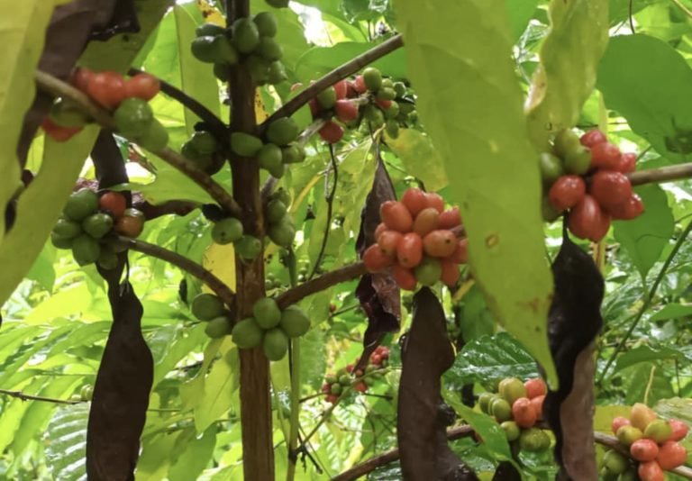 Foro Regional sobre Establecimiento y Manejo de Plantaciones de Café Robusta