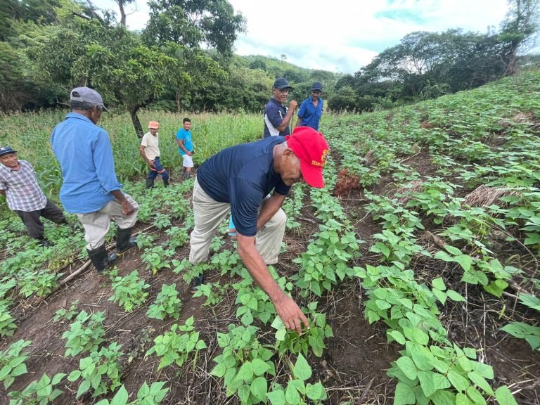 Técnicas de Manejo de Plagas y Enfermedades que afectan el Cultivo de Frijol