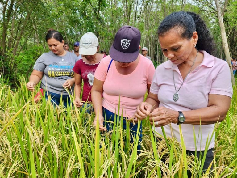 Variedades de Arroz K-Industrial e INTA K-Rindemás