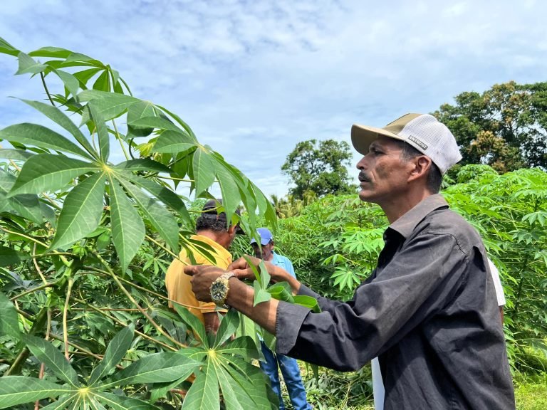 Presentación de Avances del Estudio “Adaptación de 17 variedades de yuca”
