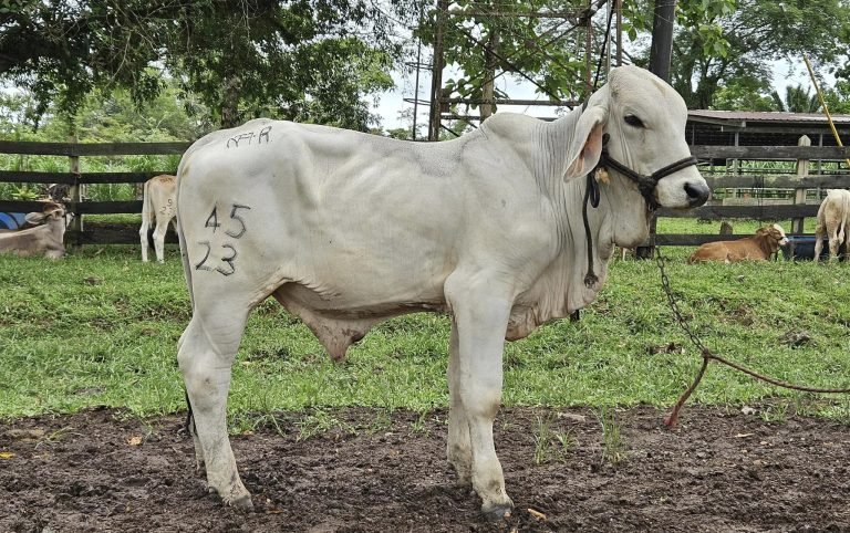 Presentación de Características Productivas y de Adaptabilidad de Razas Bovinas
