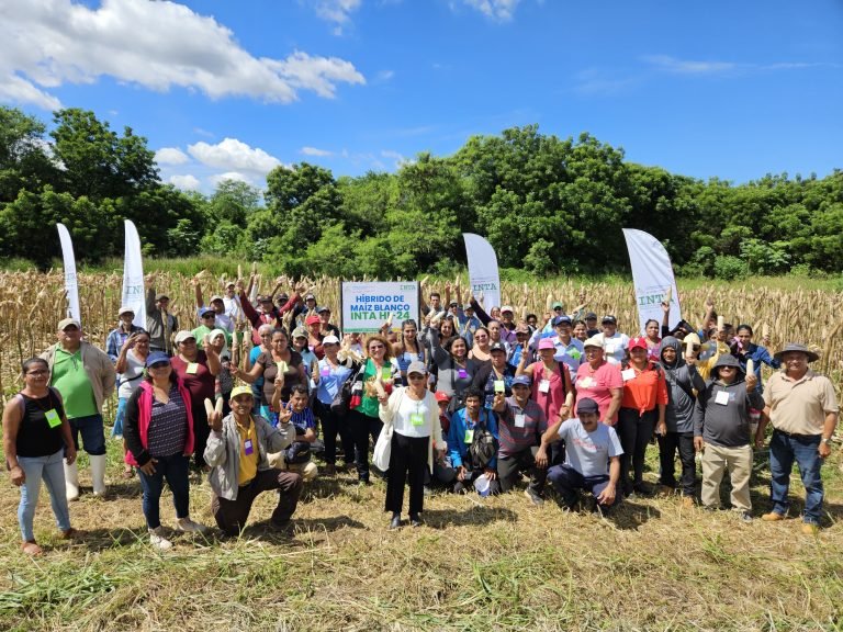 Presentación de Nuevo Híbrido de Maíz Blanco “INTA HIB-24” con Alto Rendimiento