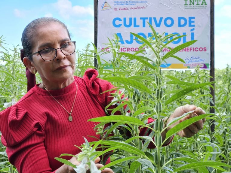 Uso de Microorganismos Benéficos para el Control de Enfermedades en el Cultivo de Ajonjolí