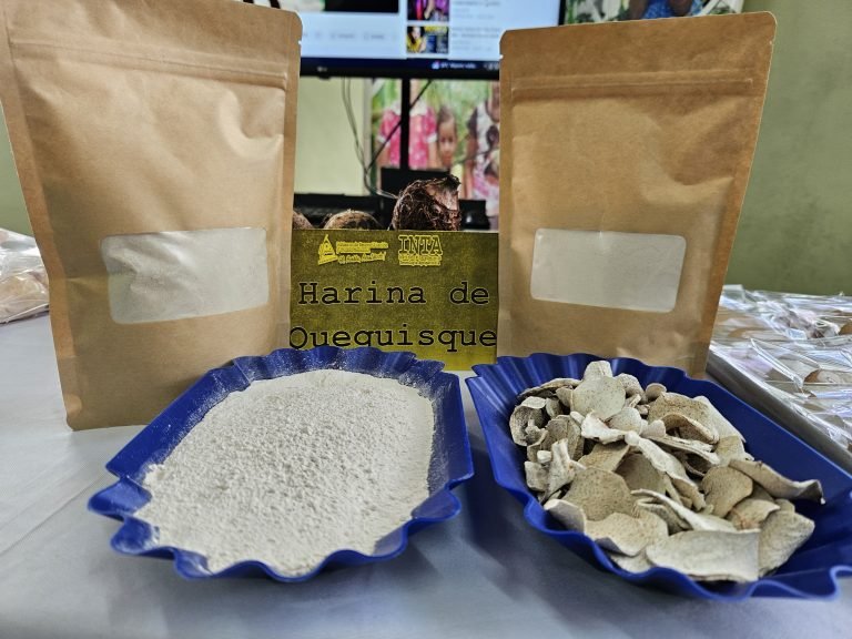 Nueva Tecnología Agroalimentaria “Harina de Quequisque para el Desarrollo de Productos con Potencial Agroindustrial”