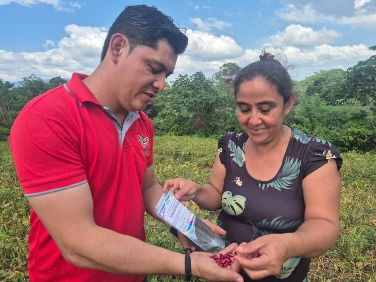 Resultados de Evaluación del Uso de Inoculantes Biológicos en la Producción del Cultivo del Frijol