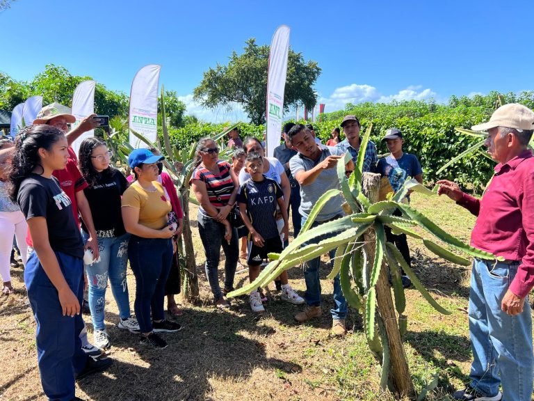 Presentación de Técnicas de Inducción Floral en el Cultivo de Pitahaya