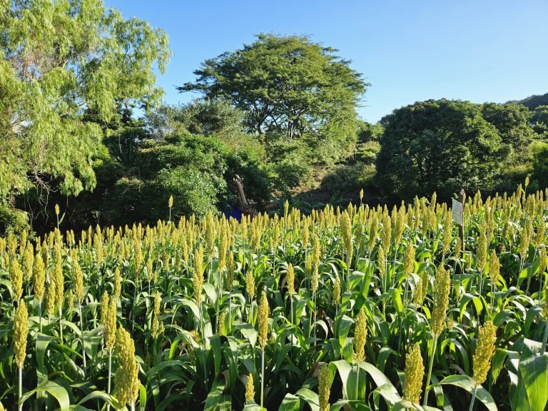 Nueva Variedad de Sorgo Doble Propósito “INTA ROJO FORRAJERO»