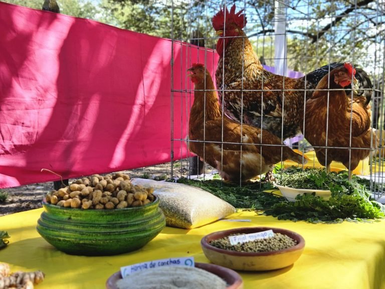 Tecnologías y Prácticas para Mejorar la Producción en Granjas para la Crianza de Gallinas