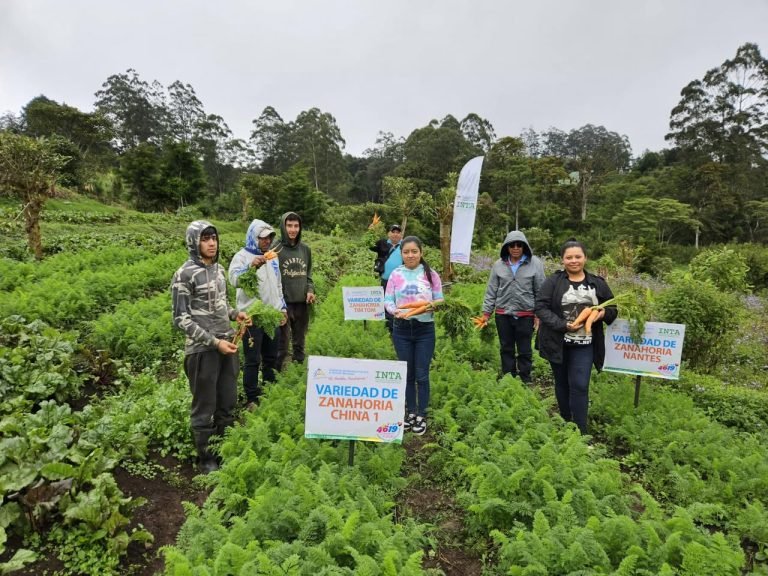 Resultados en la Adaptación de 3 Nuevas Variedades de Zanahoria