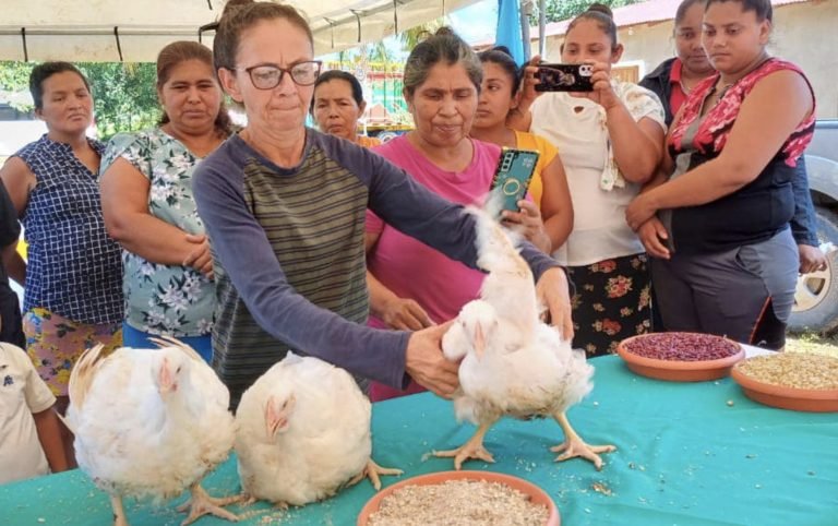 Nueva Alternativa de Alimentación para el Engorde  de Pollos en Granjas