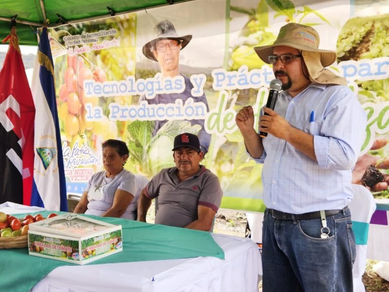 Prácticas para Mejorar la Calidad de la Cosecha de Tomate en Campo