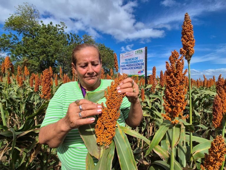 Presentación de Técnicas de Producción de Semilla de Sorgo